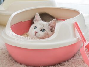 Khay vệ sinh cho mèo MAKAR General Cat Litter Box